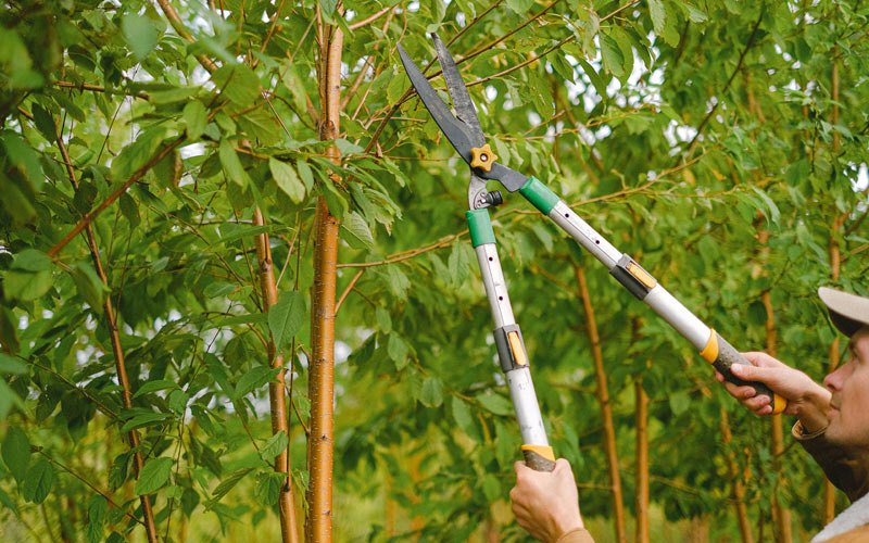 Tree trimming in Williamsport, KY